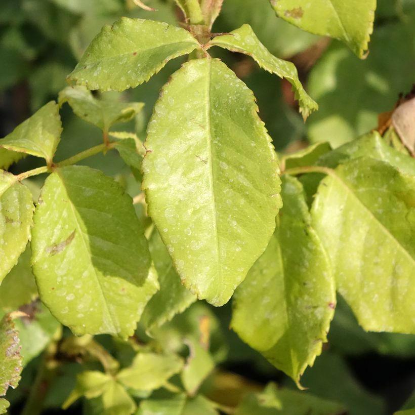 Roseira inglesa Sir Lancelot (Folhagem)