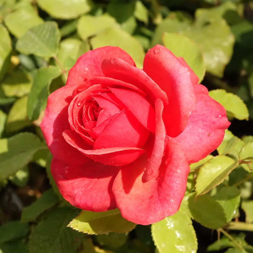 Roseira inglesa Sir Lancelot (Floração)
