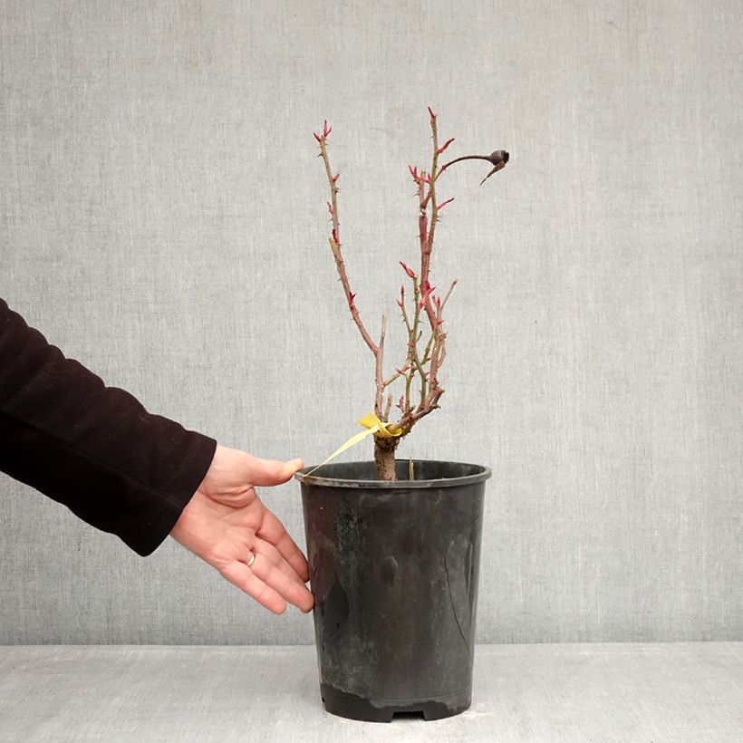 Amostra de Roseira inglesa Sir Lancelot Vaso de 4 L/5 L tal como entregue no inverno