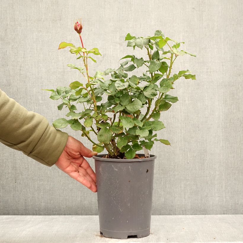 Amostra de Roseira inglesa Sir Lancelot Vaso de 4 L/5 L tal como entregue na primavera
