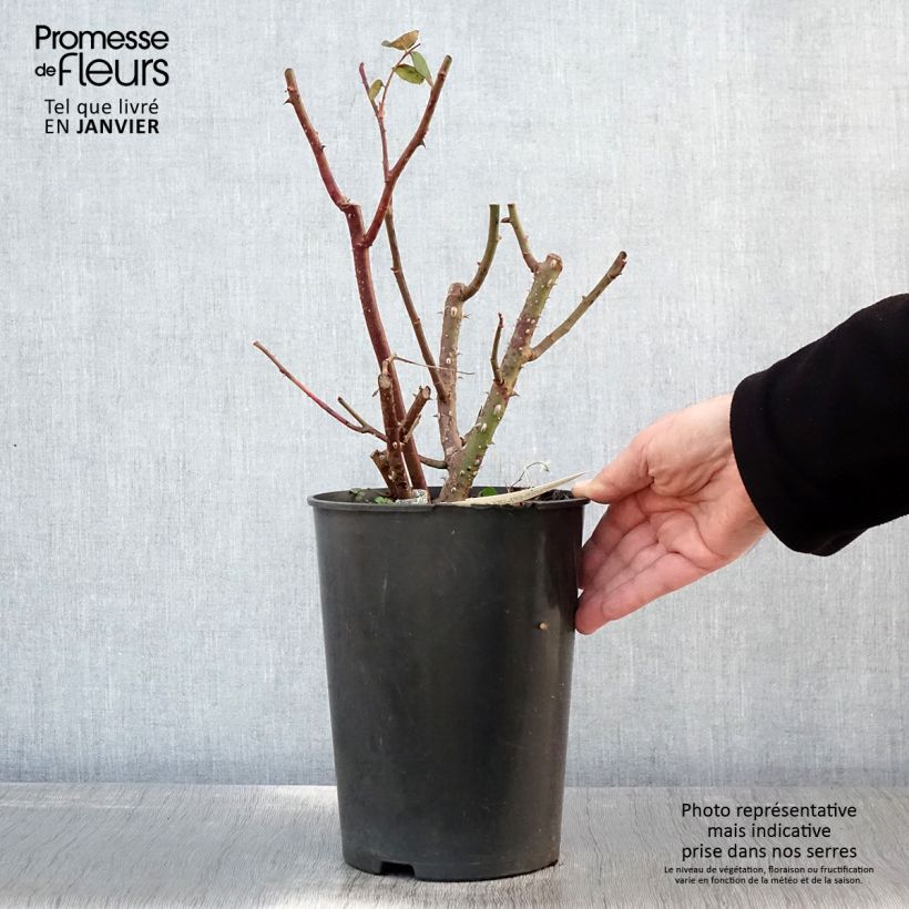 Amostra de Roseira inglesa Eustacia Vye Vaso de 4 L/5 L tal como entregue no inverno