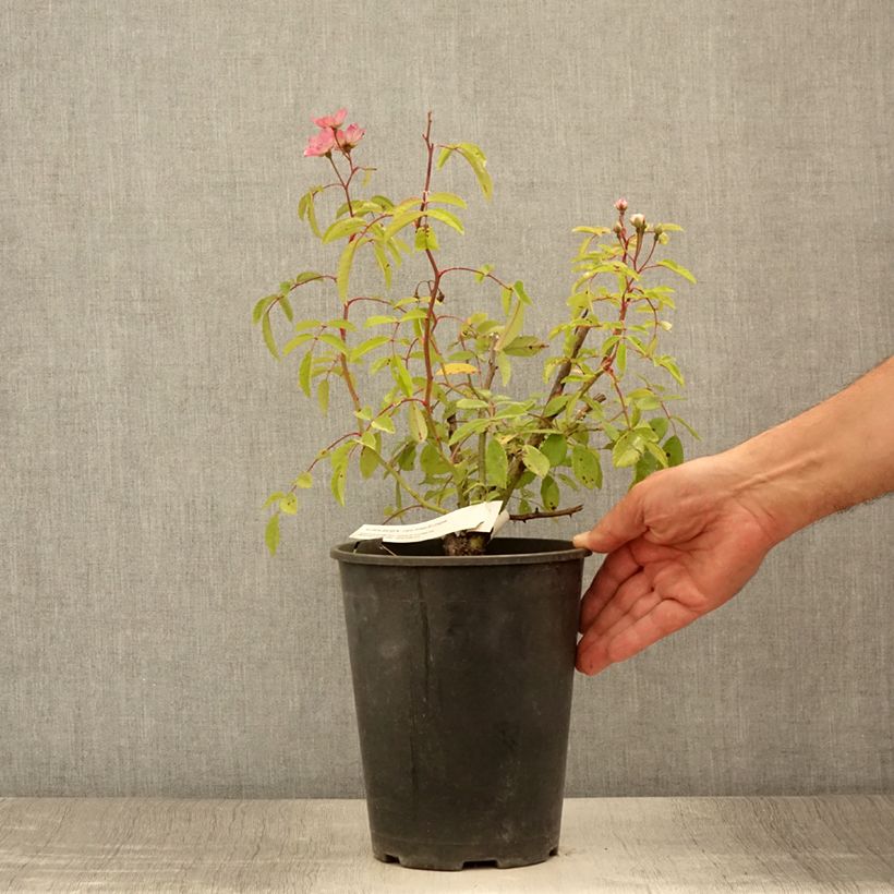 Amostra de Roseira arbustiva Alden Biesen Vaso de 4 L/5 L tal como entregue no verão