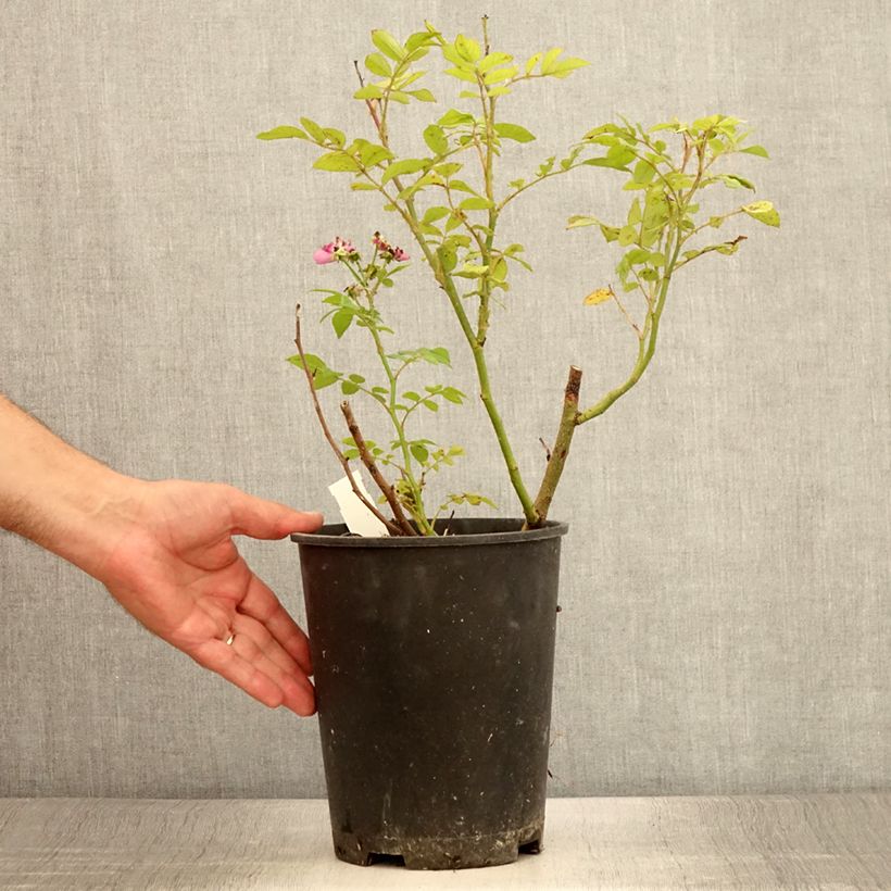 Amostra de Roseira arbustiva Allevia Vaso de 4 L/5 L tal como entregue no verão