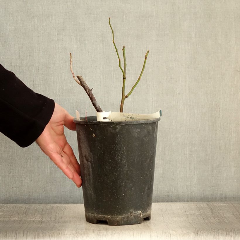 Amostra de Rosier arbustif Allevia Vaso de 4 L/5 L tal como entregue no inverno