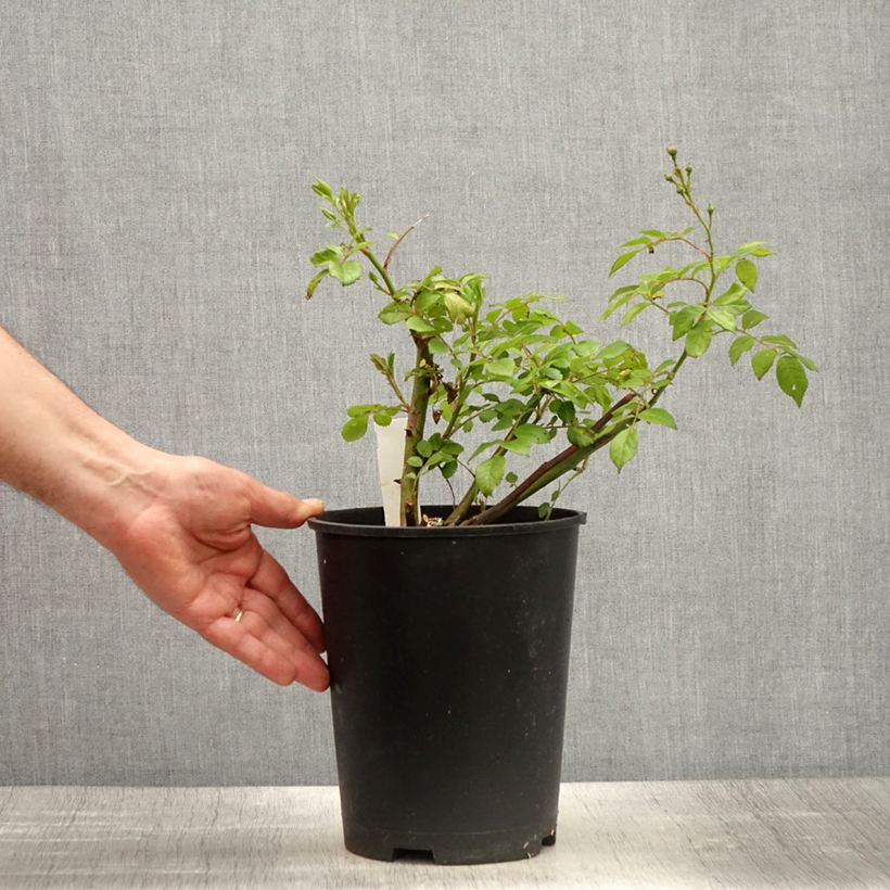 Amostra de Roseira arbustiva Allevia Vaso de 4 L/5 L tal como entregue na primavera