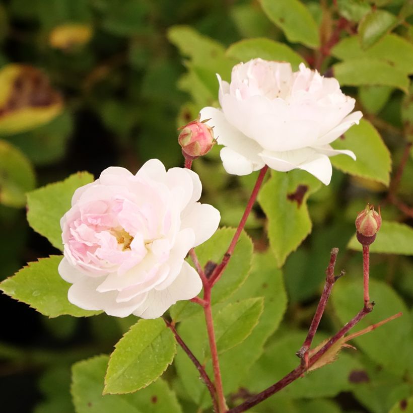 Roseira arbustiva Annelies (Floração)