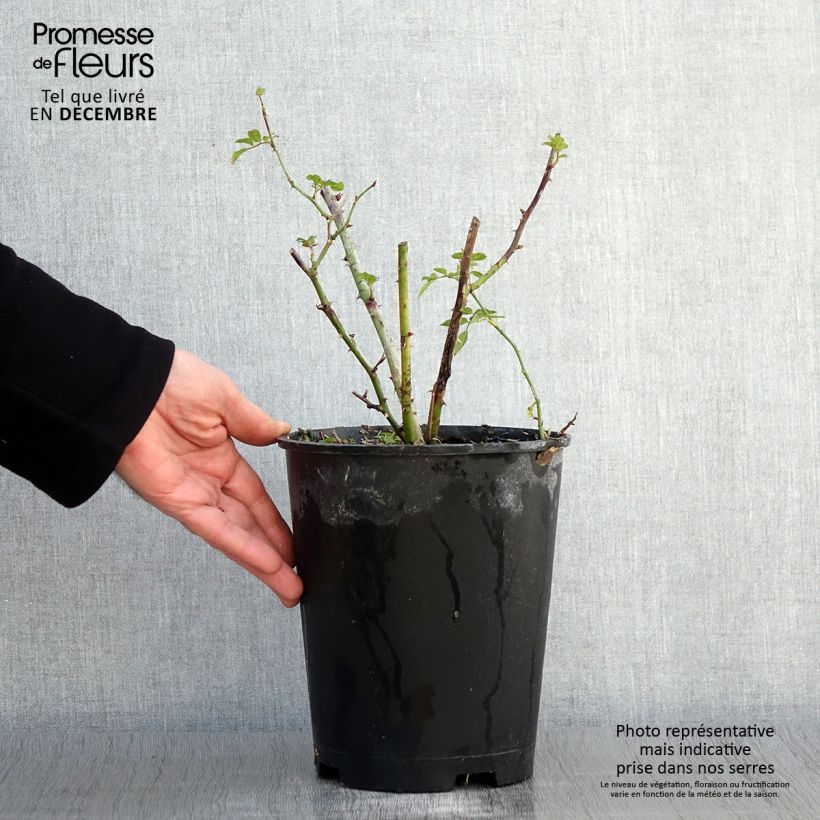 Amostra de Rosier arbustif Annelies Pot de 4L/5L tal como entregue no outono