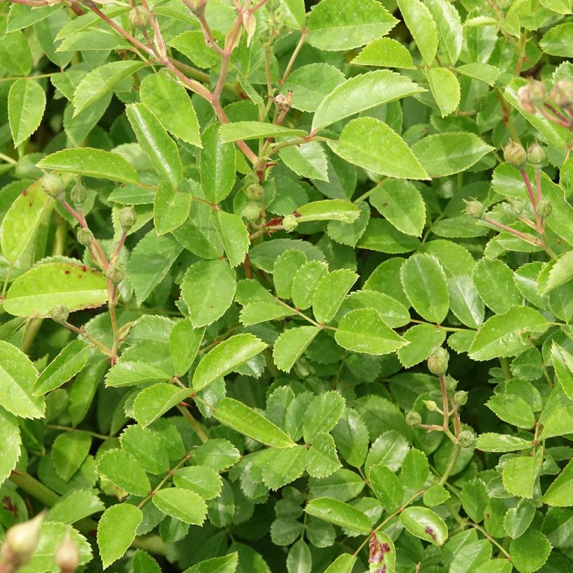 Roseira arbustiva Annelies (Folhagem)