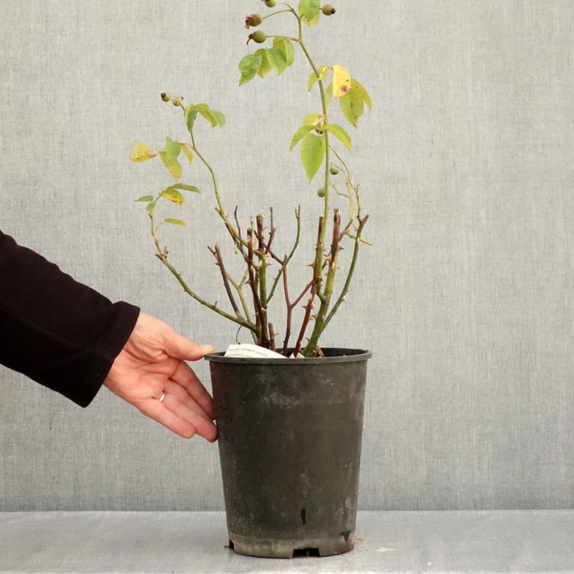 Amostra de Roseira arbustiva Apricot Bells Vaso de 4 L/5 L tal como entregue no outono