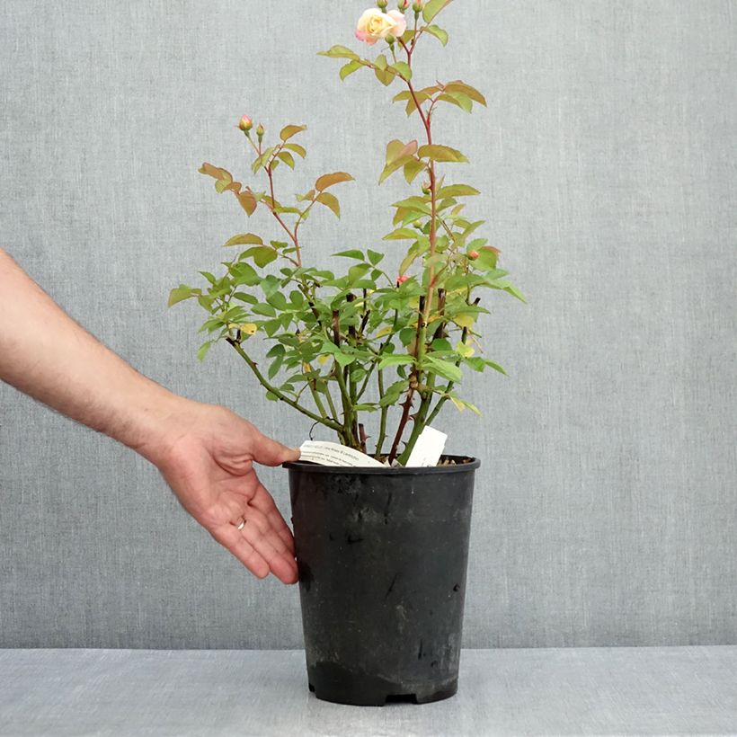 Amostra de Roseira arbustiva Apricot Bells Vaso de 4 L/5 L tal como entregue no verão