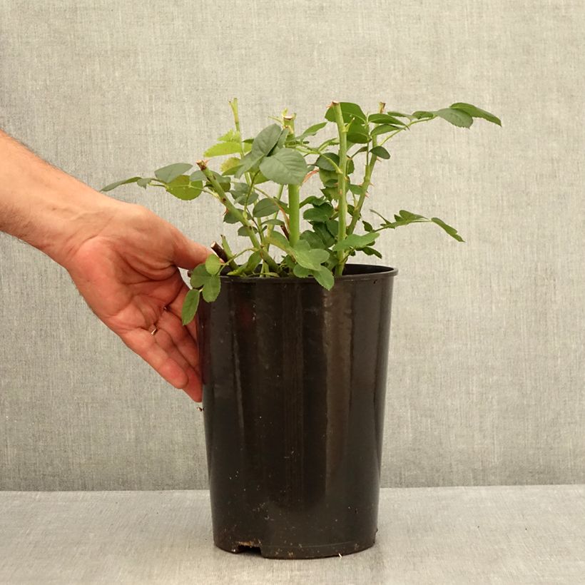Amostra de Roseira arbustiva Astrid Lindgren Vaso de 4 L/5 L tal como entregue no verão
