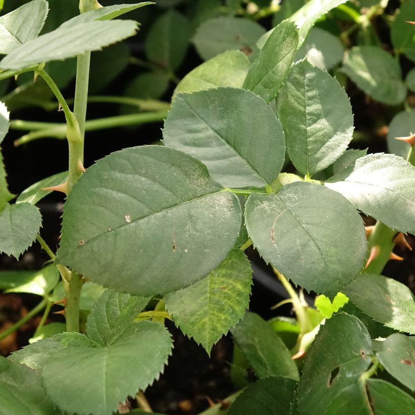 Roseira arbustiva Astrid Lindgren (Folhagem)