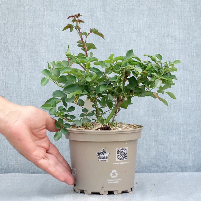 Amostra de Rosier arbustif Blanc Meillandecor Vaso de 2 L/3 L tal como entregue no verão