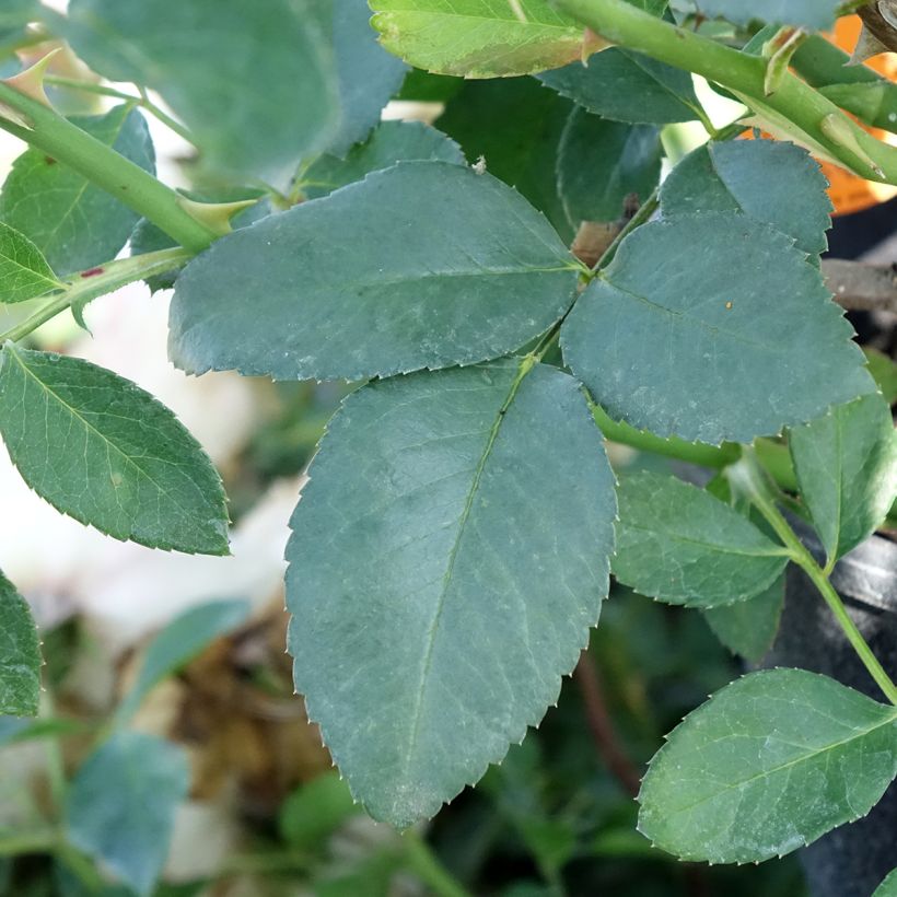 Roseira arbustiva White Meillandecor (Folhagem)