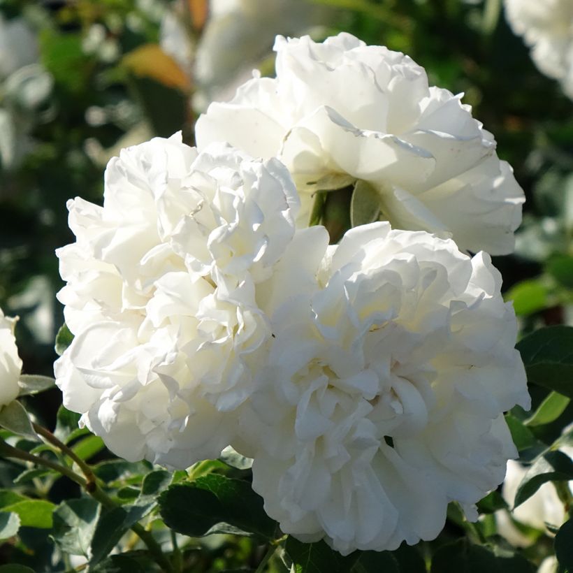 Roseira arbustiva White Meillandecor (Floração)