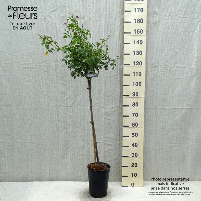 Amostra de Roseira arbustiva Bonica Vaso de 4 L/5 L tal como entregue no verão