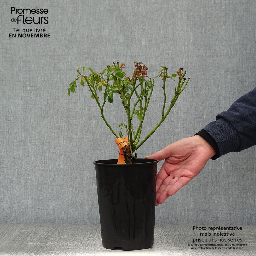 Amostra de Roseira arbustiva Bonica Vaso de 3 L/4 L tal como entregue no outono