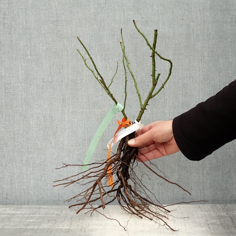 Amostra de Roseira arbustiva Bonica Raízes nuas tal como entregue no inverno