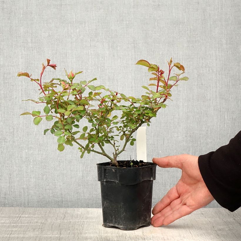 Amostra de Roseira arbustiva Bonica Vaso de 10 cm/11 cm tal como entregue na primavera