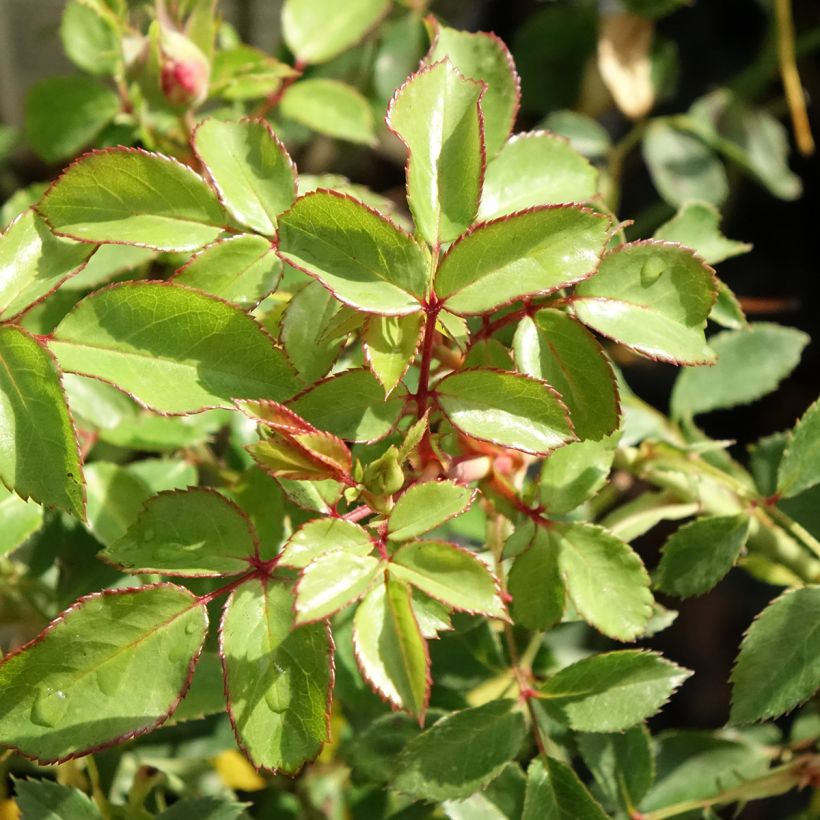 Roseira arbustiva Bonica (Folhagem)