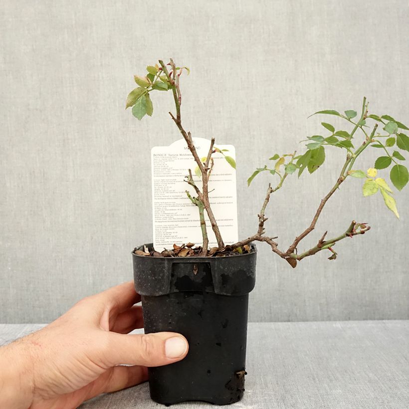 Amostra de Roseira arbustiva Bonica Vaso de 10 cm/11 cm tal como entregue no outono