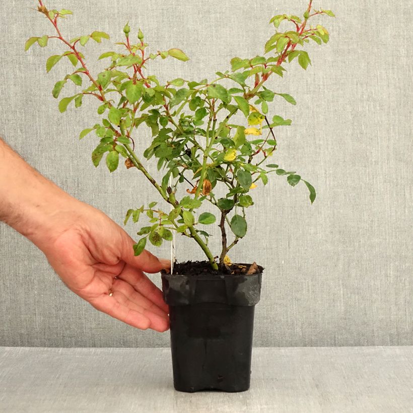 Amostra de Roseira arbustiva Bonica Vaso de 10 cm/11 cm tal como entregue no verão