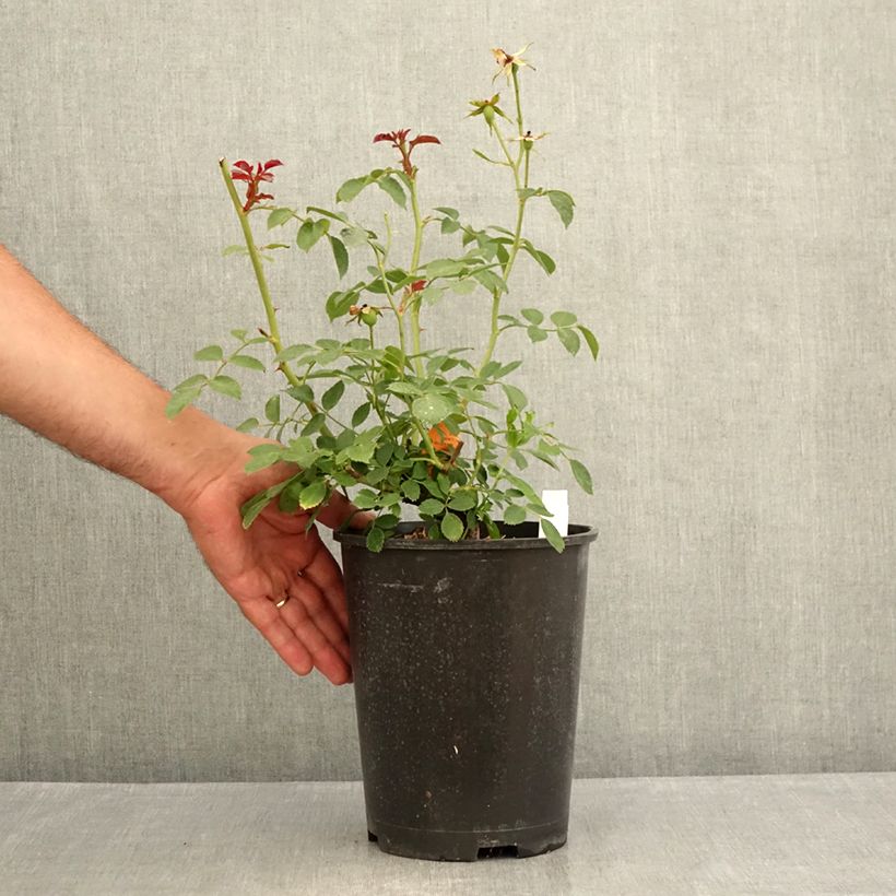 Amostra de Roseira arbustiva Bonica Vaso de 3 L/4 L tal como entregue no verão