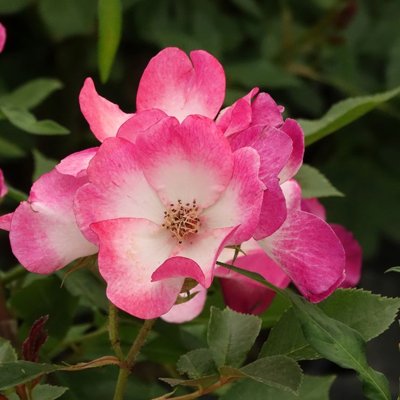 Roseira arbustiva Bukavu (Floração)