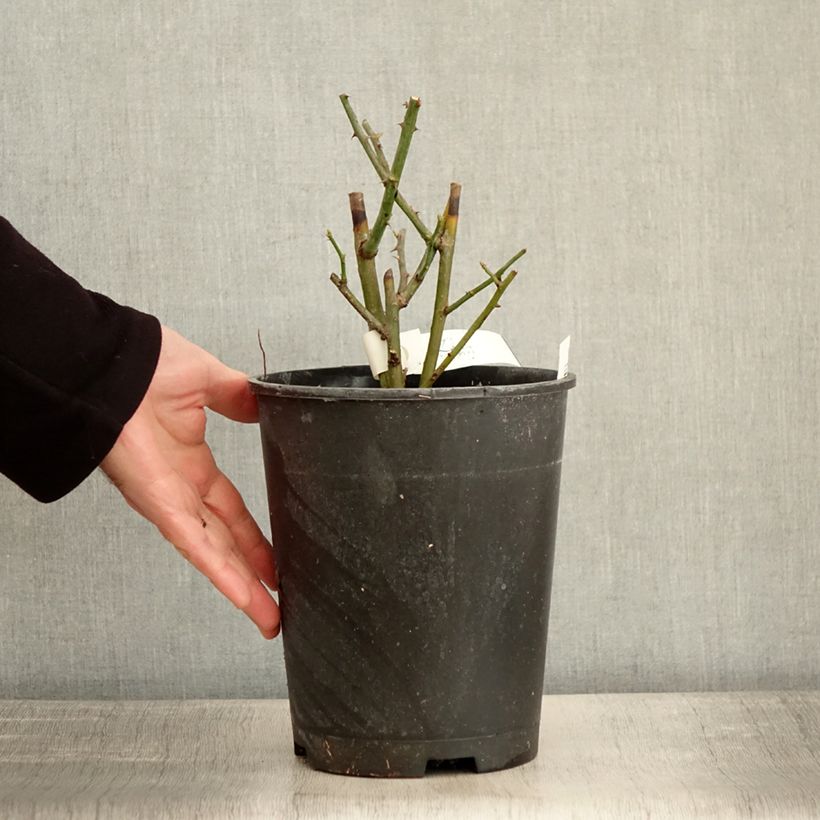 Amostra de Rosier arbustif Bukavu Vaso de 4 L/5 L tal como entregue no inverno