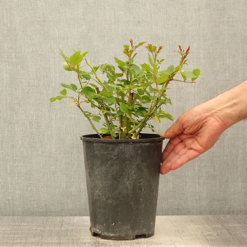 Amostra de Roseira arbustiva Bukavu Vaso de 4 L/5 L tal como entregue na primavera