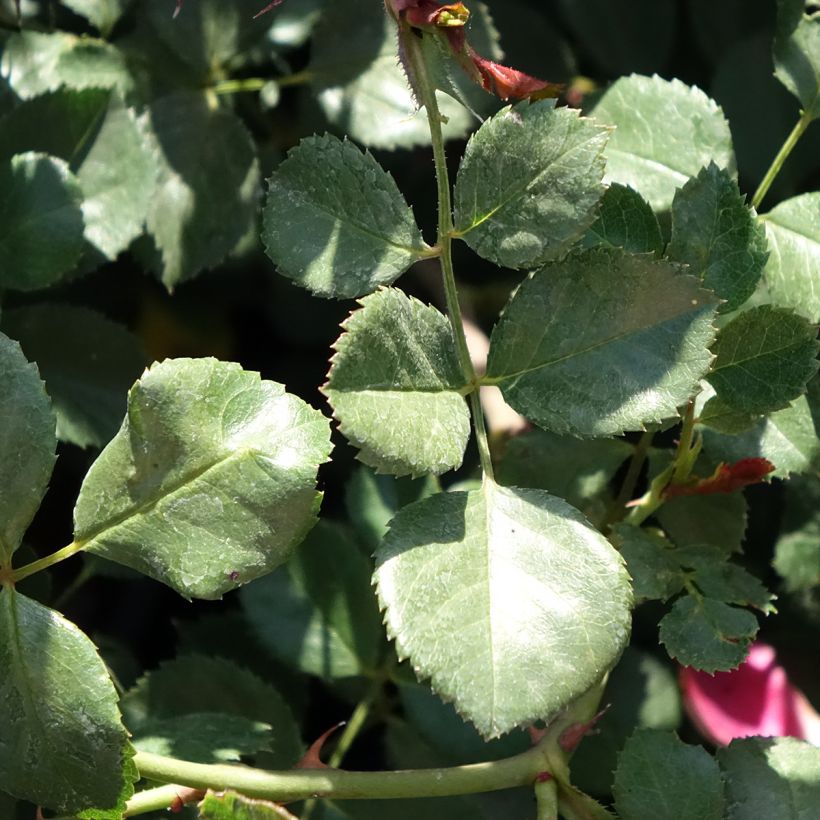 Roseira arbustiva Candia Meidiland (Folhagem)