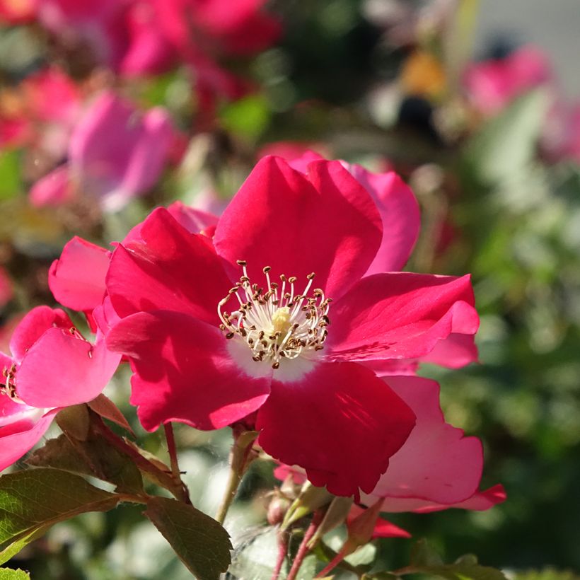 Roseira arbustiva Candia Meidiland (Floração)