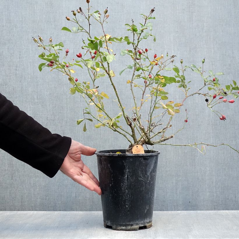 Amostra de Roseira arbustiva Candia Meidiland Vaso de 4 L/5 L tal como entregue no outono