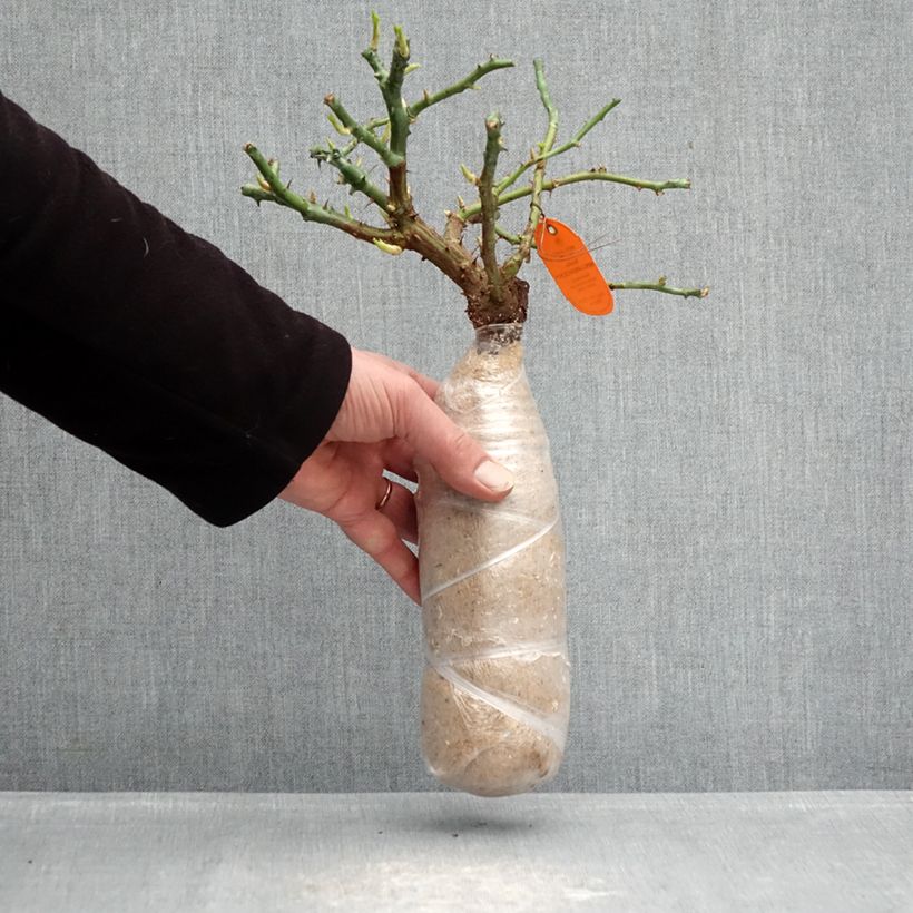 Amostra de Roseira arbustiva Candia Meidiland Raízes nuas em torrão tal como entregue no inverno