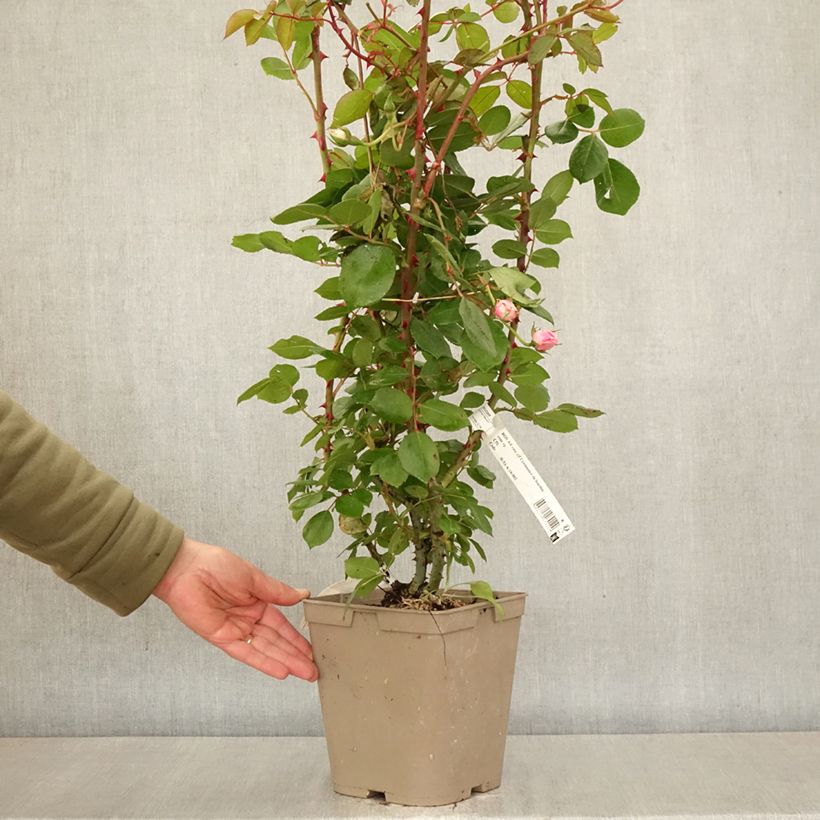 Amostra de Roseira arbustiva Centenaire de Lourdes Vaso de 4 L/5 L tal como entregue na primavera