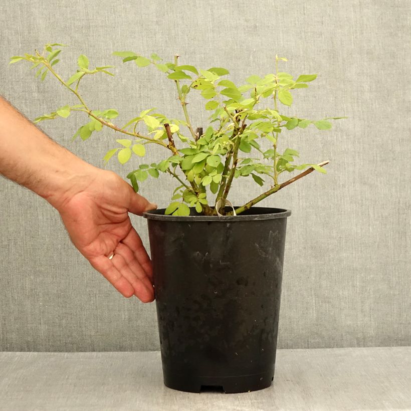 Amostra de Roseira arbustiva Chateau de Munsbach Vaso de 4 L/5 L tal como entregue no verão