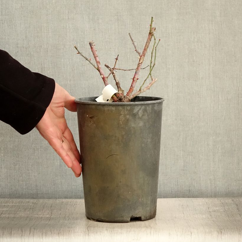 Amostra de Rosier arbustif Chateau de Munsbach Vaso de 4 L/5 L tal como entregue no inverno