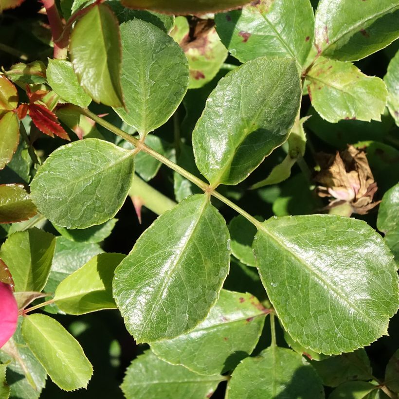 Roseira arbustiva Déborah (Folhagem)