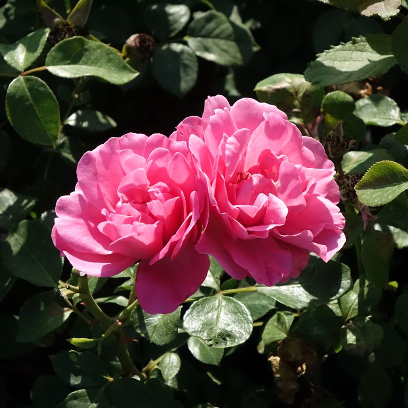 Roseira arbustiva Déborah (Floração)