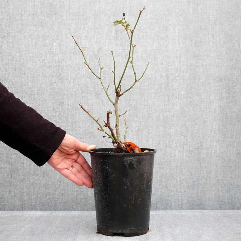 Amostra de Roseira arbustiva Déborah Vaso de 4 L/5 L tal como entregue no inverno