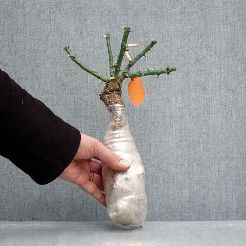 Amostra de Roseira arbustiva Déborah Raízes nuas em torrão tal como entregue no inverno