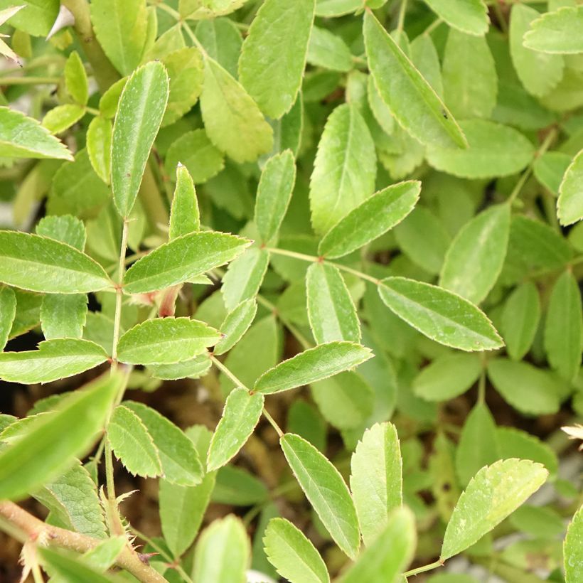 Roseira arbustiva Diamant Rose (Folhagem)