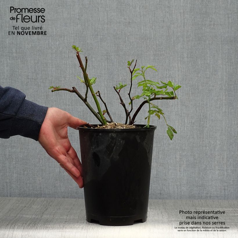 Amostra de Rosier arbustif Dinky Pot de 4L/5L tal como entregue no outono