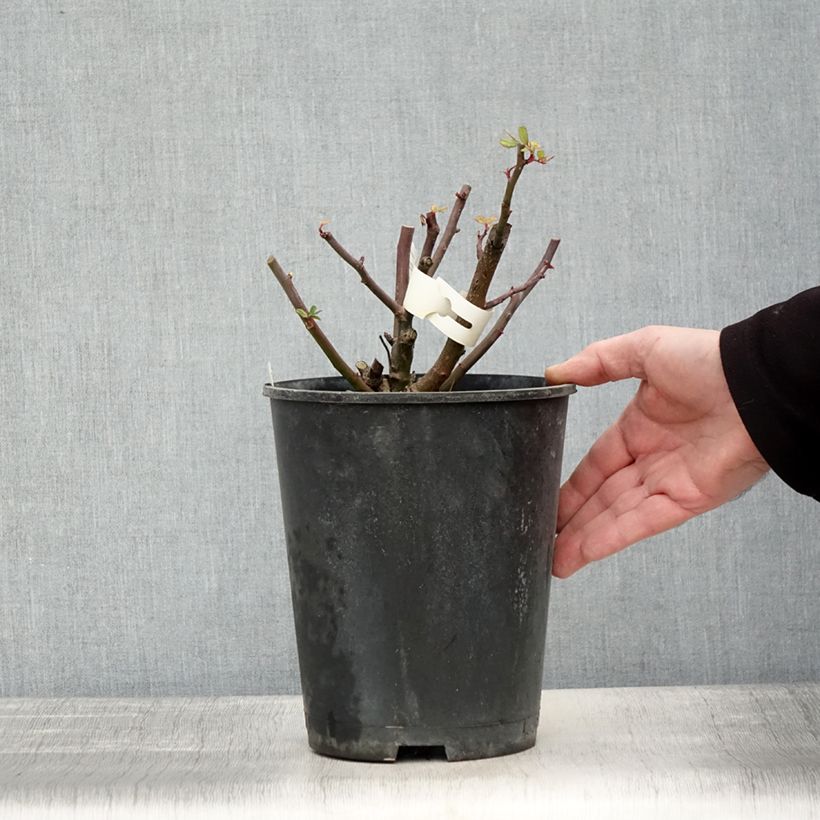 Amostra de Rosier arbustif Dinky Vaso de 4 L/5 L tal como entregue no inverno