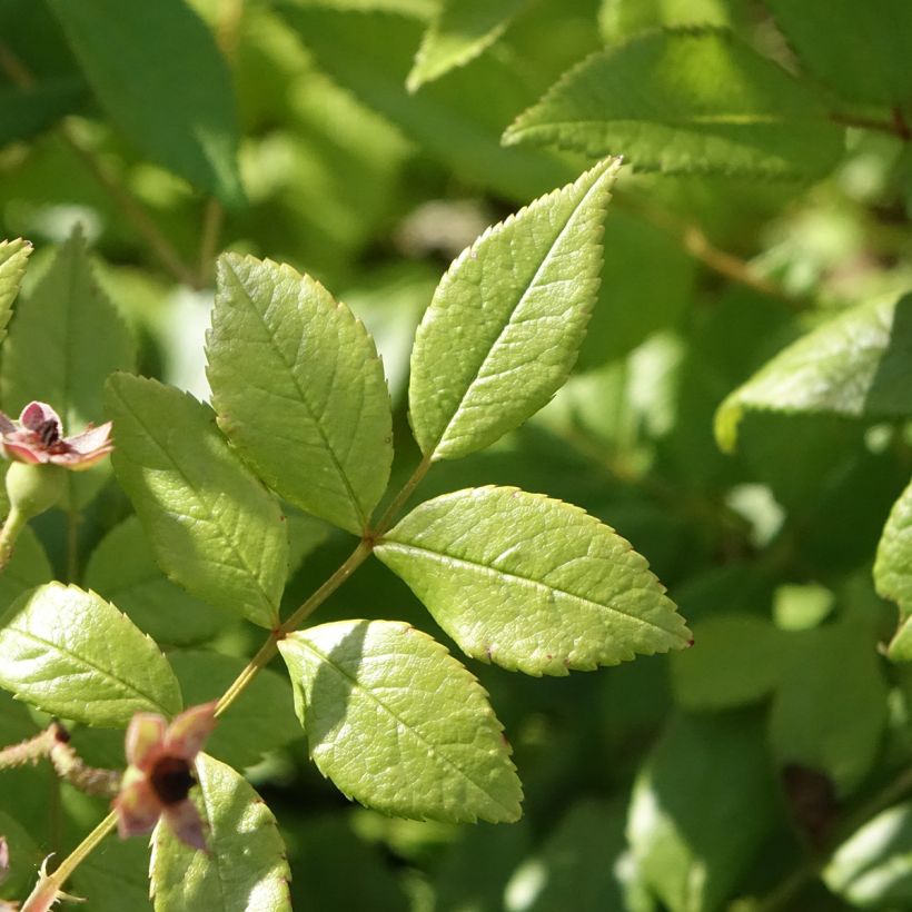 Roseira arbustiva Dinky (Folhagem)