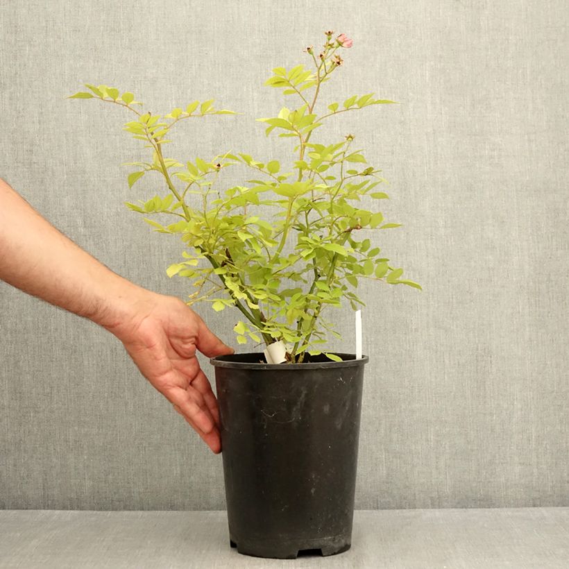 Amostra de Roseira arbustiva Dinky Vaso de 4 L/5 L tal como entregue no verão