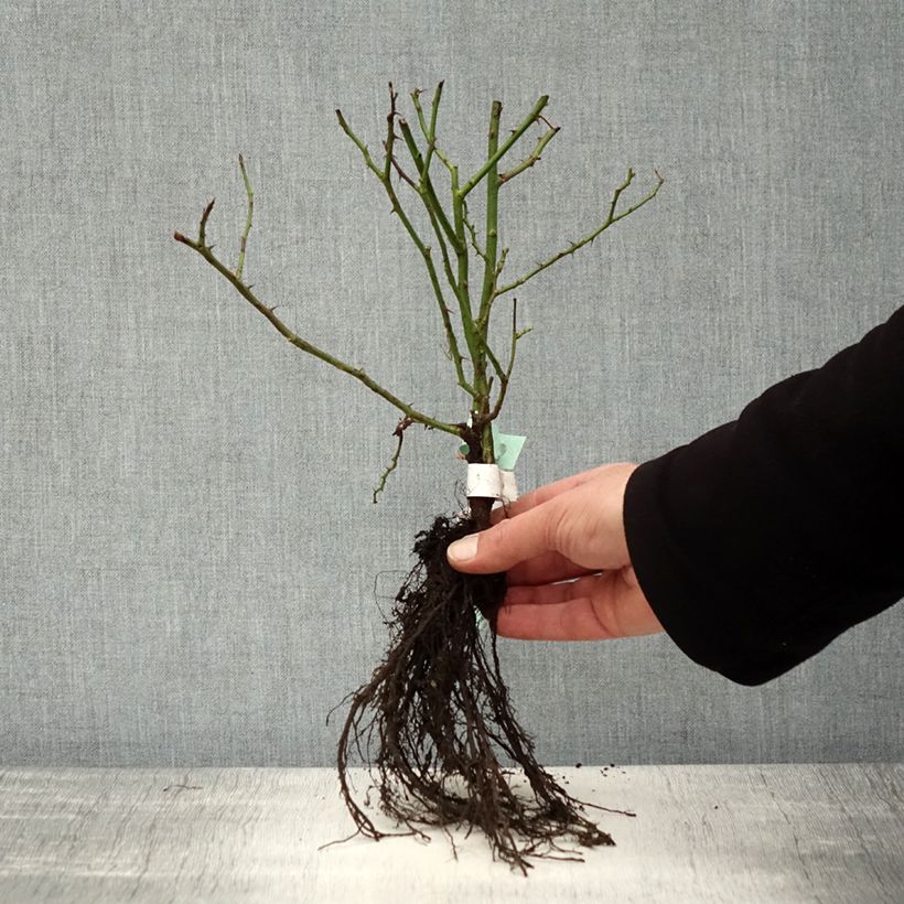 Amostra de Rosier arbustif Douceur Normande Raízes nuas tal como entregue no inverno