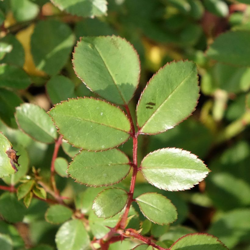 Roseira arbustiva Douceur Normande (Folhagem)