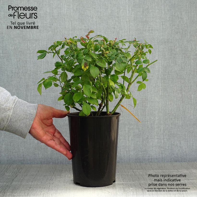 Amostra de Roseira arbustiva Escimo Vaso de 3 L/4 L tal como entregue no outono