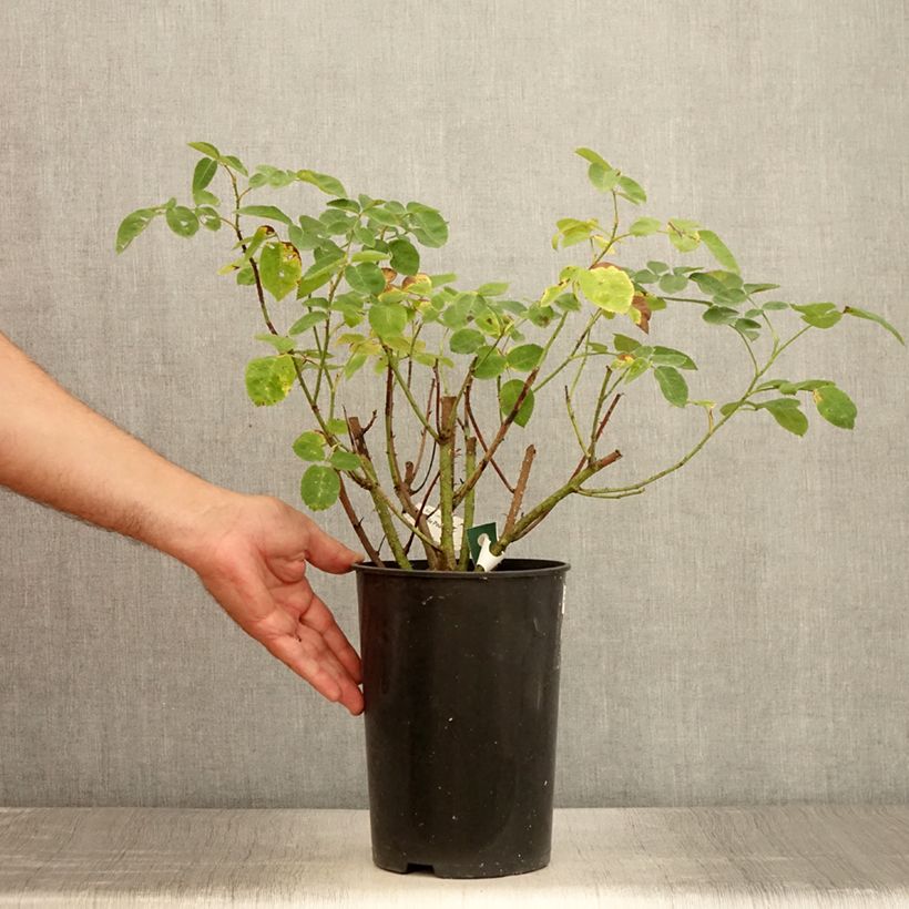 Amostra de Roseira arbustiva Etoile Pourpre Vaso de 4 L/5 L tal como entregue no verão